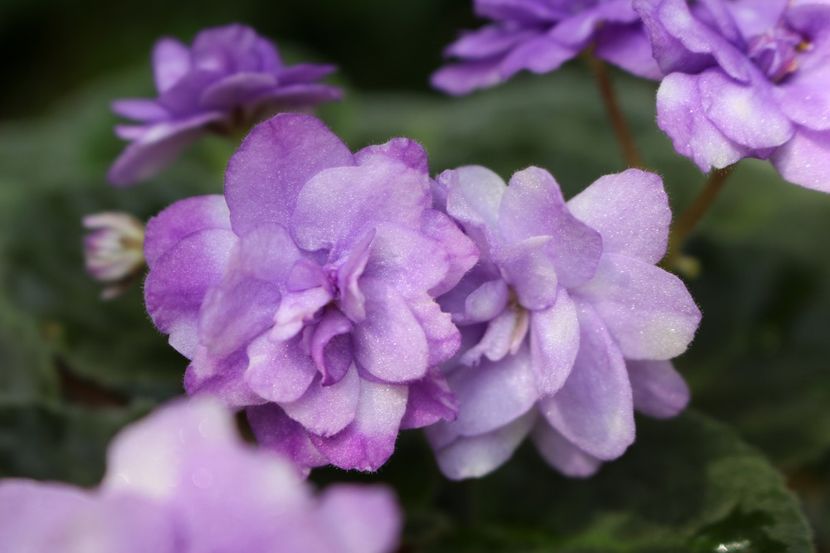 Eskimo Kisses - Eskimo Kisses