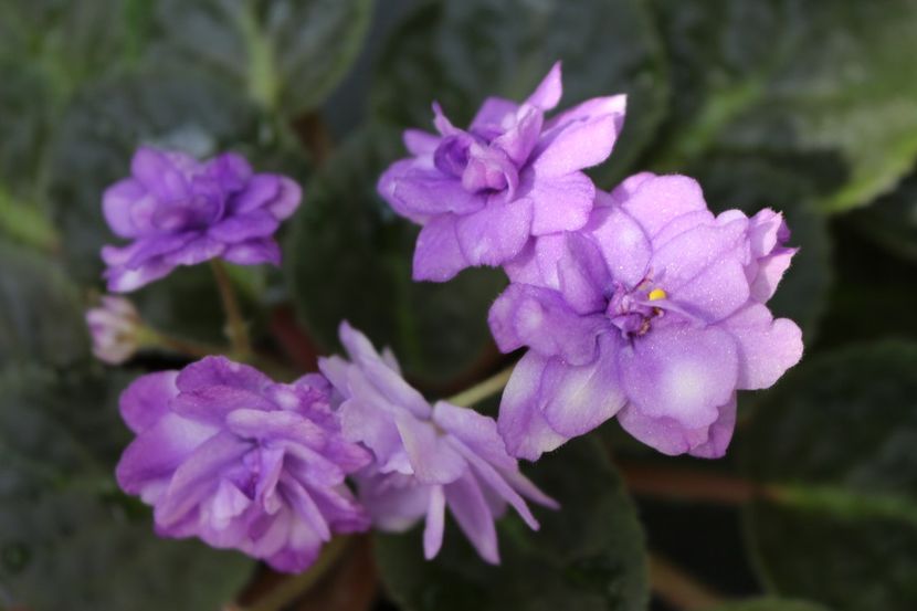 Eskimo Kisses - Eskimo Kisses