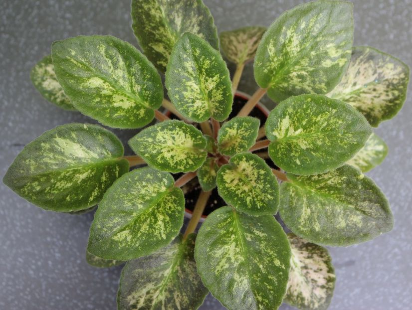 Witch Doctor - Witch Doctor