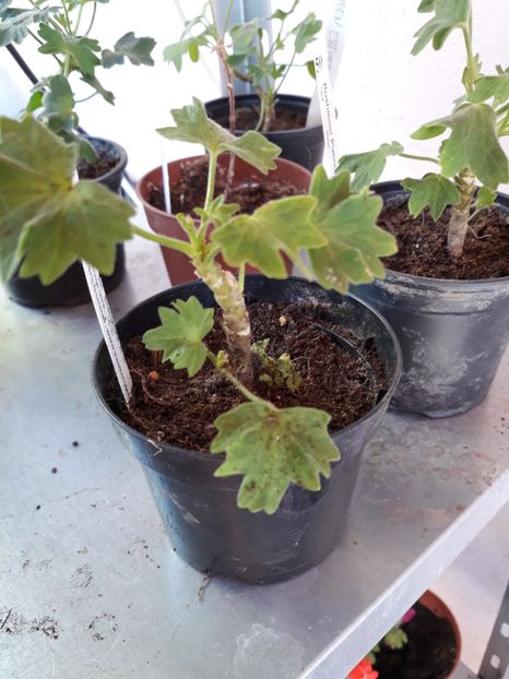  - Batterfly brian west