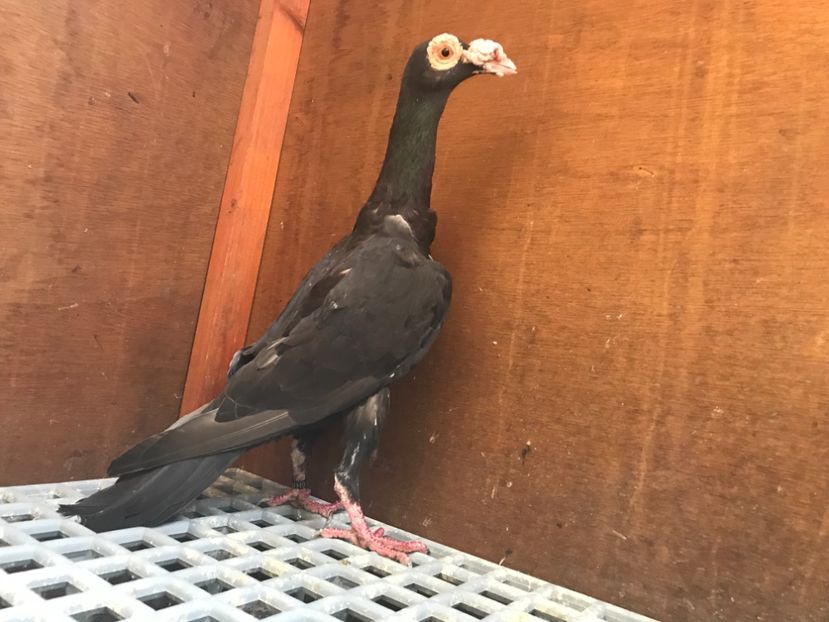 3F6DF5D9-ABAF-4BF1-9472-4167C1C0C69E - Carieri