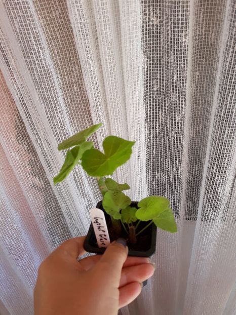  - crystal palace gem