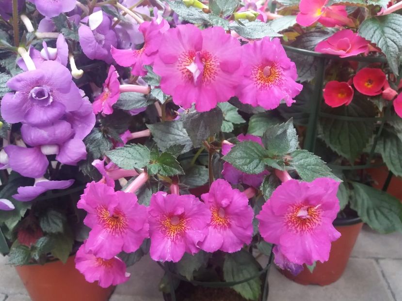  - Achimenes și Kohleria 2018