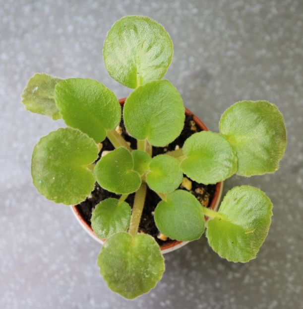 Mac's Black Pearl - Mac s Black Pearl