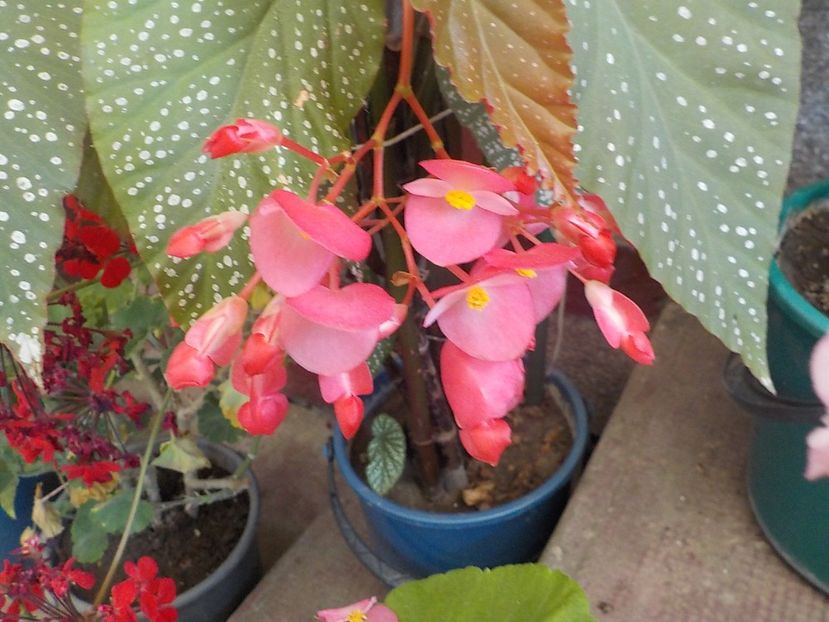  - begonia lucernae