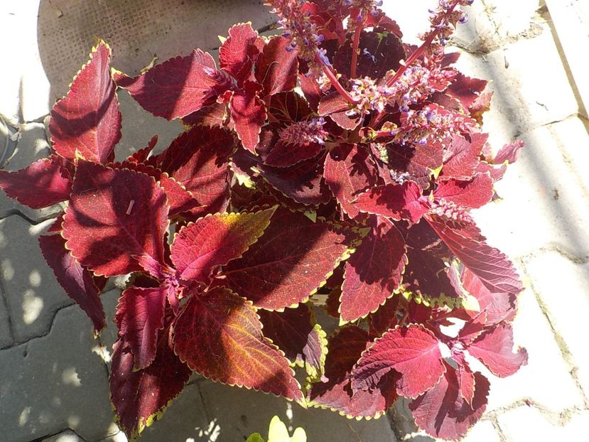  - coleus