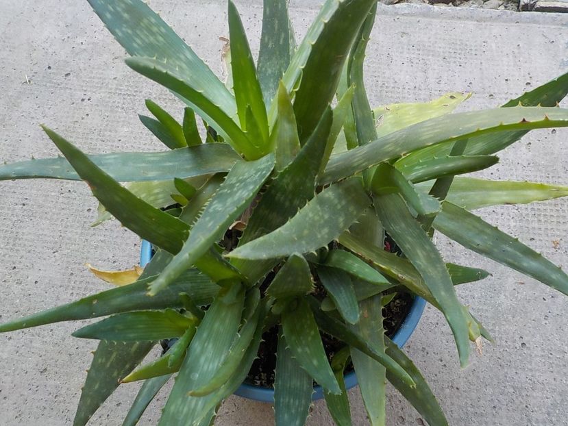  - aloe vera