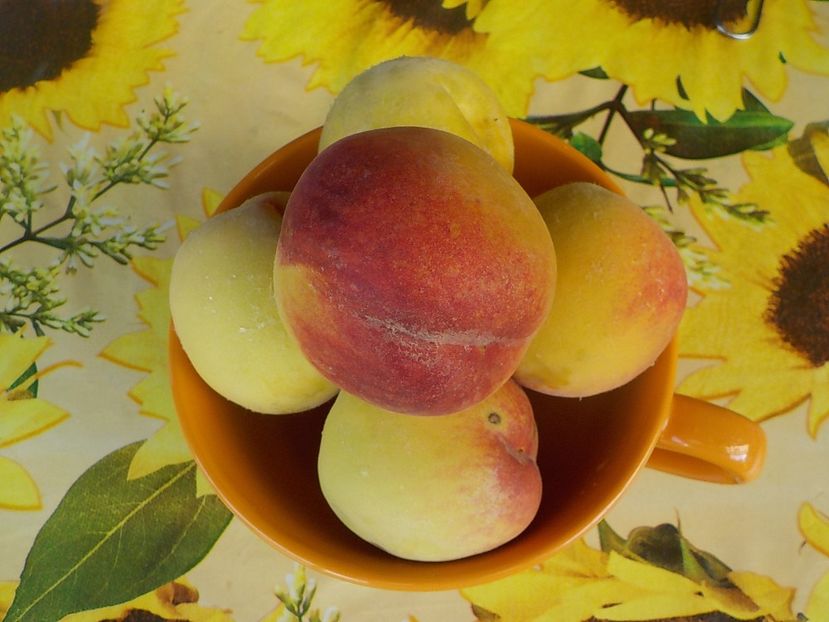  - Piersici din gradina