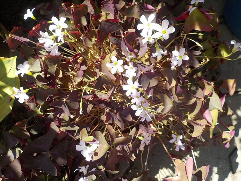  - oxalis