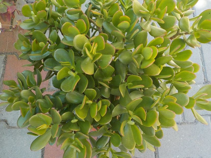  - crassula ovata