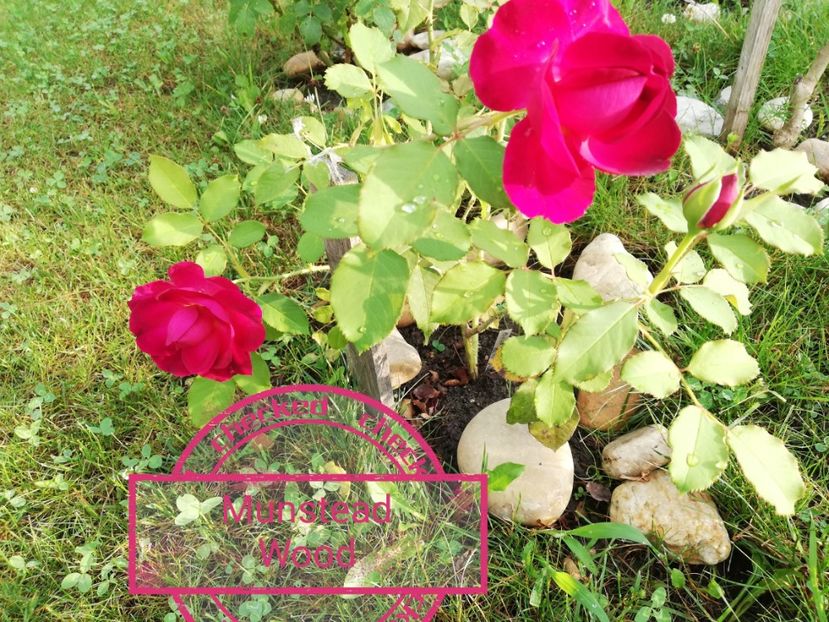  - Gradina august 2018