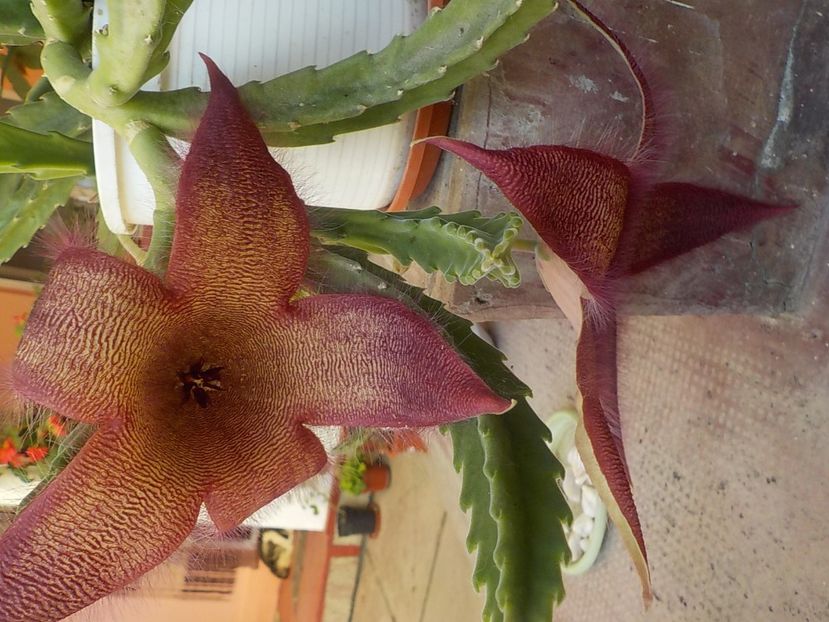  - Genul Stapeliade