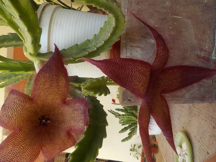  - Familia Apocynaceae