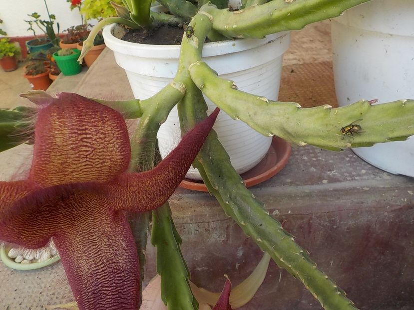 roiesc - Genul Stapeliade