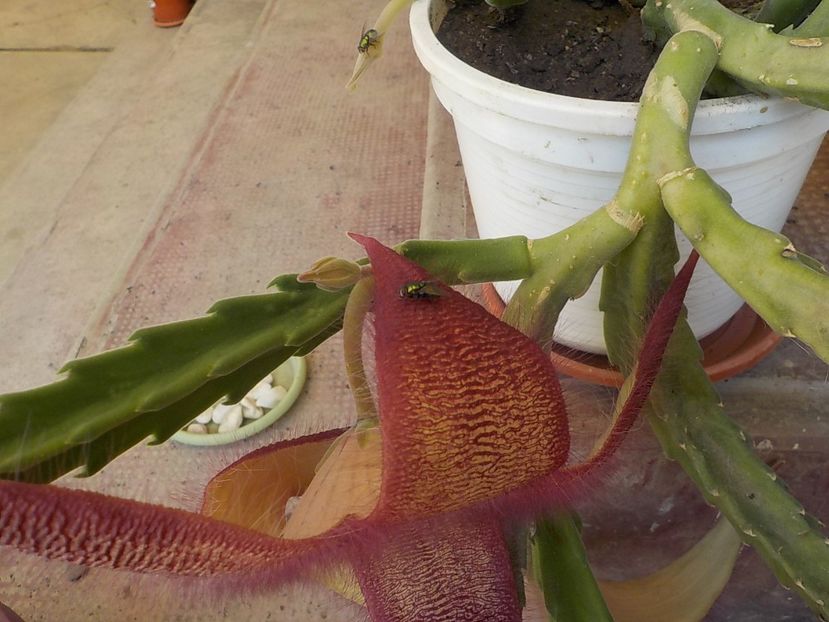 mustele - Genul Stapeliade