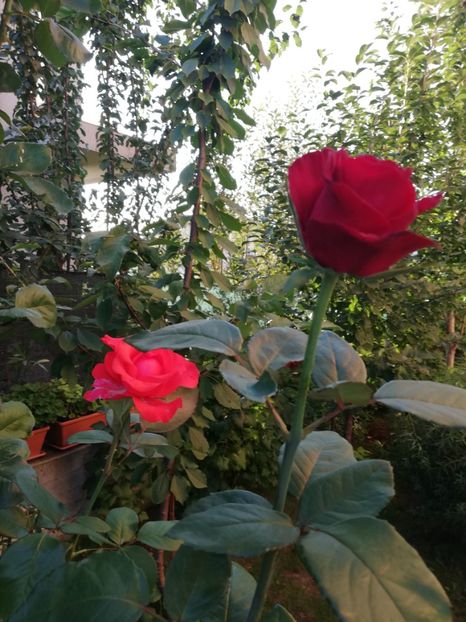  - Gradina august 2018