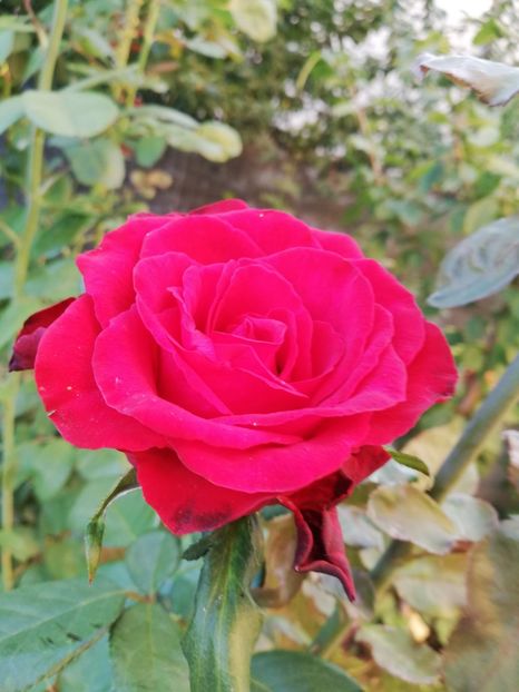  - Gradina august 2018