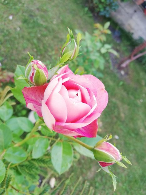  - Gradina august 2018