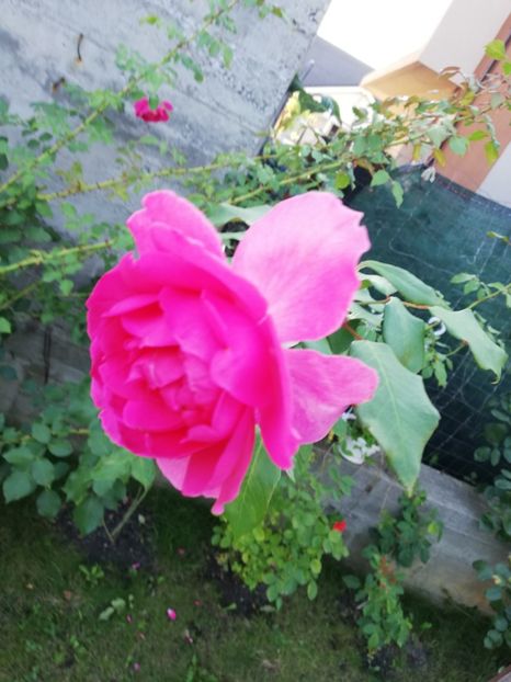  - Gradina august 2018