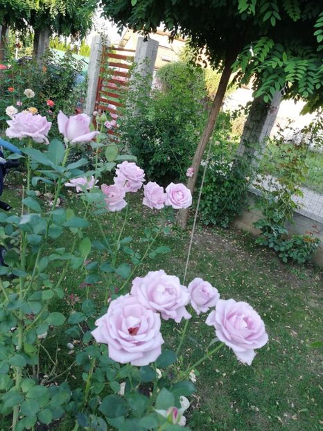  - Gradina august 2018