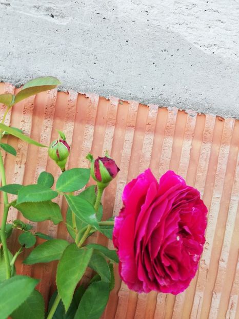  - Gradina august 2018