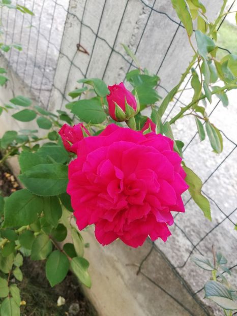  - Gradina august 2018