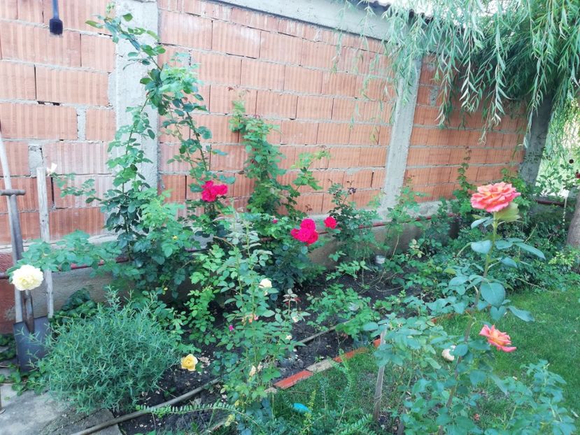  - Gradina august 2018