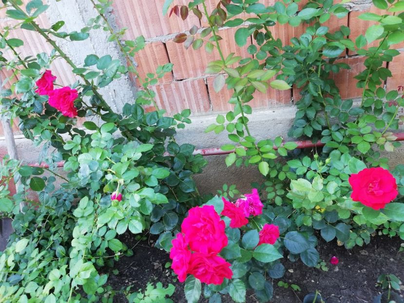 - Gradina august 2018