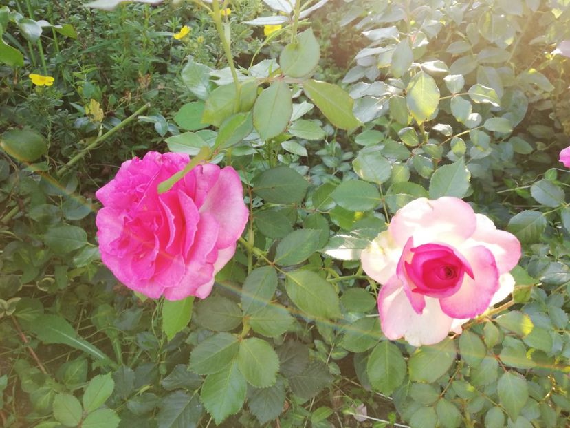  - Gradina august 2018