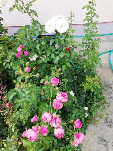  - Gradina august 2018