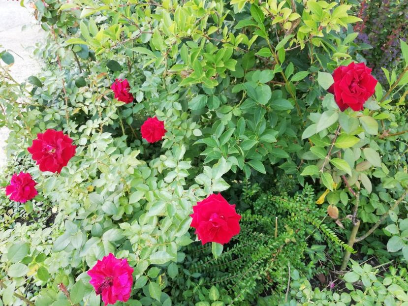  - Gradina august 2018