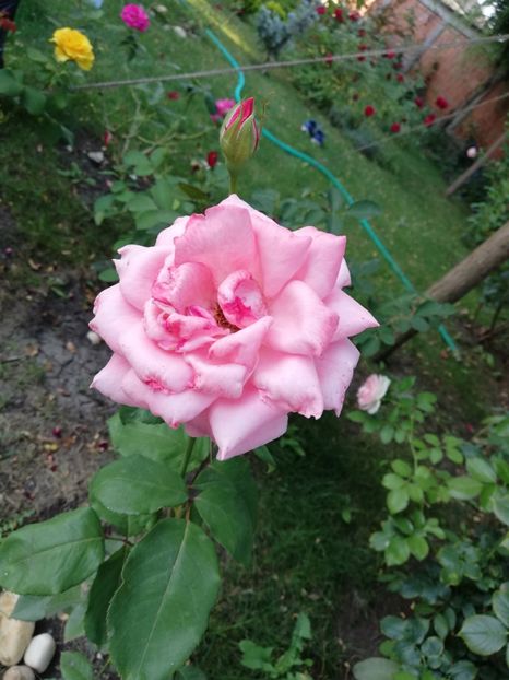  - Gradina august 2018