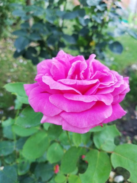  - Gradina august 2018