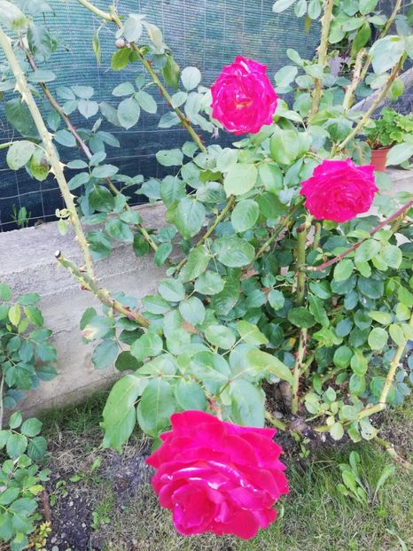  - Gradina august 2018
