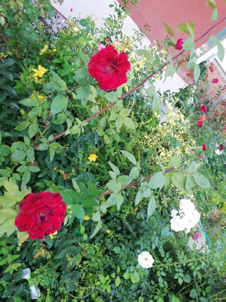  - Gradina august 2018
