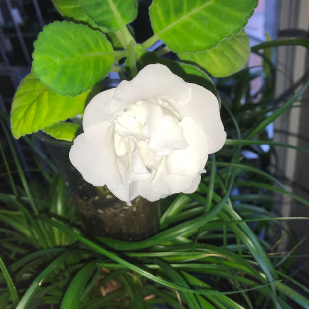  - 2018 Plante de interior