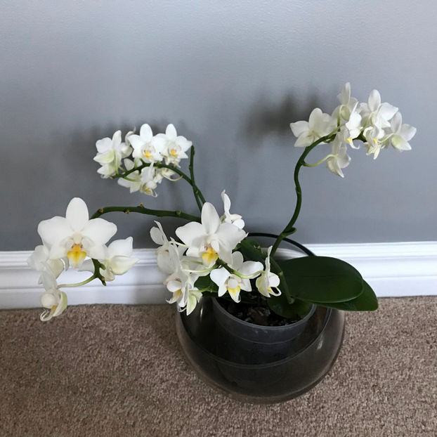  - 2018 Plante de interior