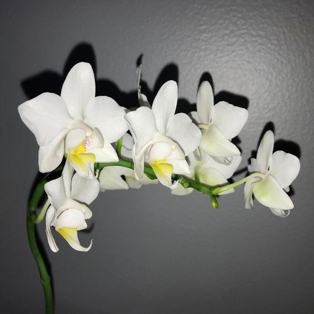  - 2018 Plante de interior