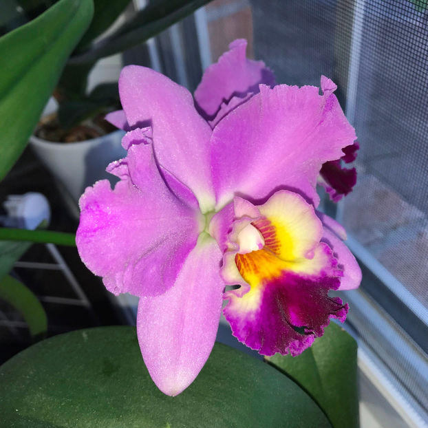  - 2018 Plante de interior