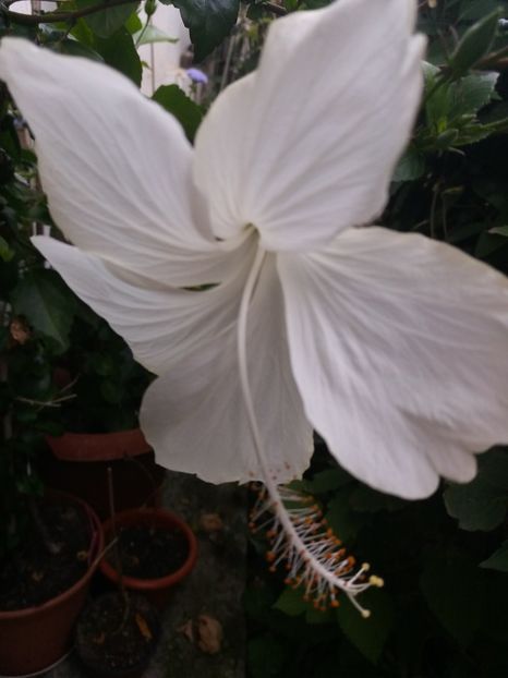  - 2018 vechi sau noi tot le iubesc