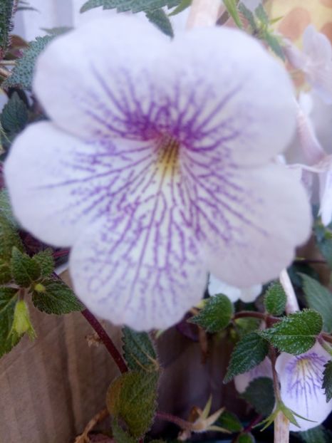  - Ambroise Verschaffelt