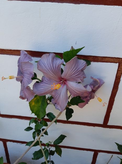  - 2018 Tahitian Purple Sovereign