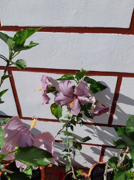 Astăzi 4 floricele - 2018 Tahitian Purple Sovereign