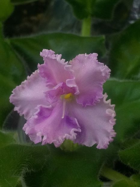 7 aug - ZZ Rosie Ruffles