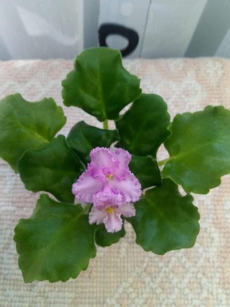 12 august - ZZ Rosie Ruffles