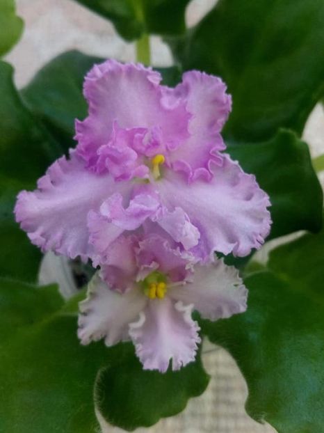 12 august - ZZ Rosie Ruffles