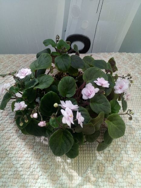 9 aug - Rob s Vanilla trail