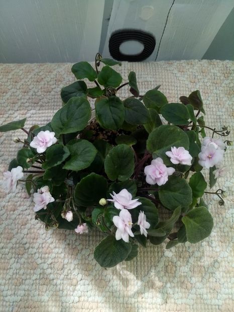 9 aug - Rob s Vanilla trail