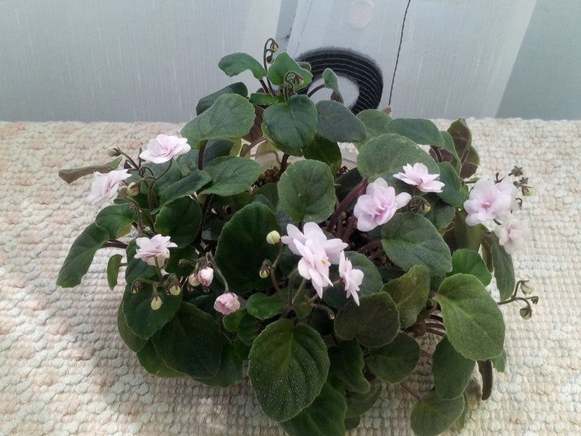 9 aug - Rob s Vanilla trail