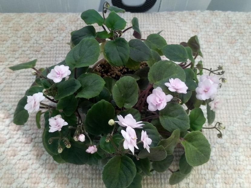 9 aug - Rob s Vanilla trail